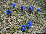 Blume