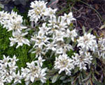 Blume