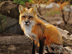 Fuchs